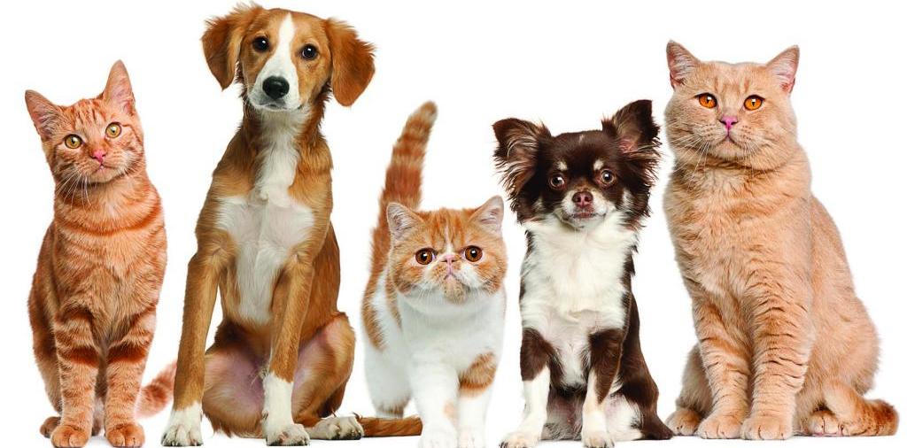Доска объявлений о животных | ЗооТом - продажа, вязка и услуги для животных в Миллерово