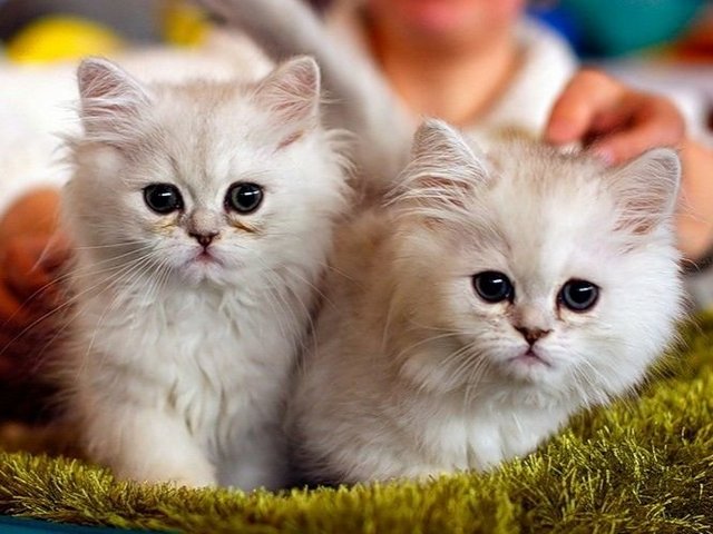 Породы кошек в Миллерово | ЗооТом портал о животных