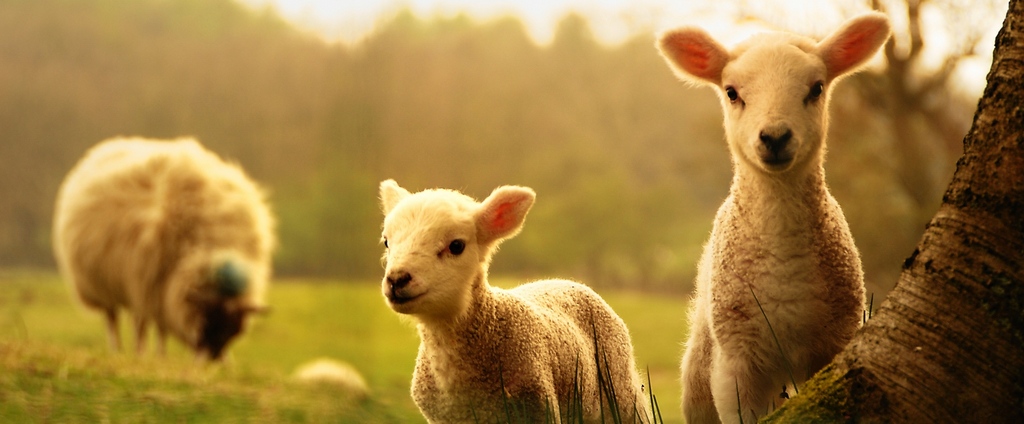 Объявления о сельскохозяйственных животных | ЗооТом - продажа, вязка и услуги для животных в Миллерово