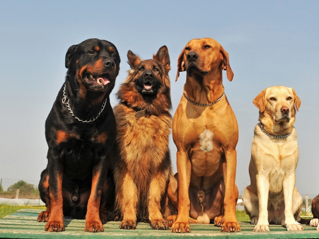 Крупные породы собак в Миллерово | ЗооТом портал о животных