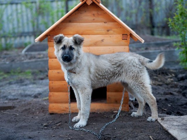 Все о собаках в Миллерово Все о собаках в Миллерово